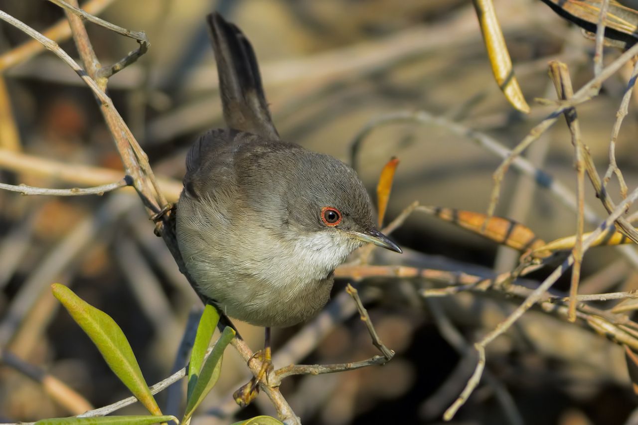 Occhiocotto (Sylvia melanocephala)